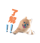 ポコ（1）（個別スタンプ：4）
