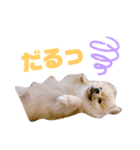 ポコ（1）（個別スタンプ：6）