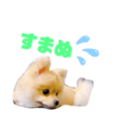 ポコ（1）（個別スタンプ：8）