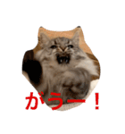 短足マンチカンのソフィちゃん（個別スタンプ：2）