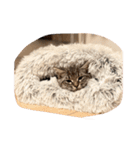 短足マンチカンのソフィちゃん（個別スタンプ：7）