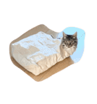 短足マンチカンのソフィちゃん（個別スタンプ：24）