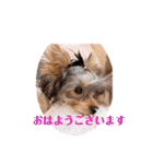 うちの子3ワンシリーズ（個別スタンプ：1）