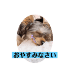 うちの子3ワンシリーズ（個別スタンプ：3）