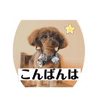 うちの子3ワンシリーズ（個別スタンプ：4）