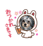 うちの子3ワンシリーズ（個別スタンプ：9）