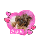 うちの子3ワンシリーズ（個別スタンプ：11）