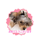 うちの子3ワンシリーズ（個別スタンプ：12）
