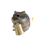 ハム男☆図鑑（個別スタンプ：2）