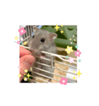 ハム男☆図鑑（個別スタンプ：4）