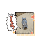 ハム男☆図鑑（個別スタンプ：6）