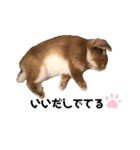 おだし feat.ひめ（個別スタンプ：5）