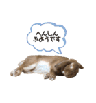 おだし feat.ひめ（個別スタンプ：16）