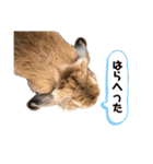 おだし feat.ひめ（個別スタンプ：21）
