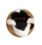 キジトラはちわれにゃんこのスタンプ（個別スタンプ：5）