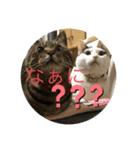 キジトラはちわれにゃんこのスタンプ（個別スタンプ：8）