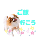 さぁちんず（個別スタンプ：3）