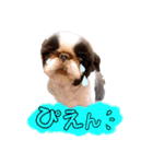 さぁちんず（個別スタンプ：6）