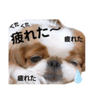 さぁちんず（個別スタンプ：9）