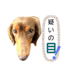 さぁちんず（個別スタンプ：13）