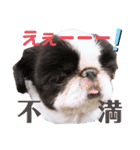 さぁちんず（個別スタンプ：14）