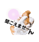 さぁちんず（個別スタンプ：16）