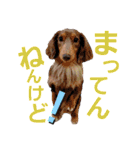 さぁちんず（個別スタンプ：17）
