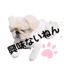 さぁちんず（個別スタンプ：20）