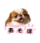 さぁちんず（個別スタンプ：22）