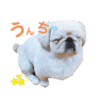 さぁちんず（個別スタンプ：23）