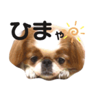 さぁちんず（個別スタンプ：24）