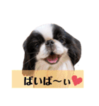 さぁちんず（個別スタンプ：36）