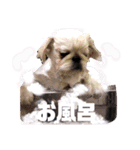 さぁちんず（個別スタンプ：37）