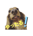 さぁちんず（個別スタンプ：38）