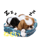 さぁちんず（個別スタンプ：40）