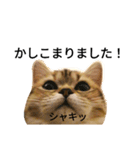 ぺこぽこステッカー3（個別スタンプ：5）