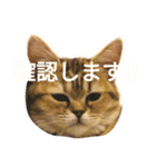 ぺこぽこステッカー3（個別スタンプ：6）
