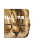 ぺこぽこステッカー3（個別スタンプ：7）