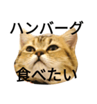 ぺこぽこステッカー3（個別スタンプ：11）