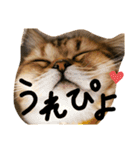 ぺこぽこステッカー3（個別スタンプ：19）