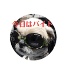 愛しの茶太郎くん4（個別スタンプ：1）