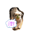 愛しの茶太郎くん4（個別スタンプ：2）