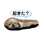 愛しの茶太郎くん4（個別スタンプ：3）