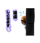 柴女の日常part2（個別スタンプ：6）