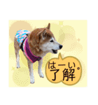 柴女の日常part2（個別スタンプ：8）