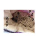 モグのすけ（個別スタンプ：1）