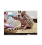 モグのすけ（個別スタンプ：4）