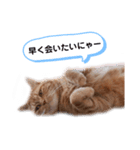 ビスくんのスタンプ②（個別スタンプ：3）