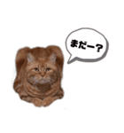 ビスくんのスタンプ②（個別スタンプ：12）