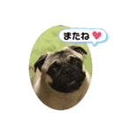 パグのメル～日常編vol.2～（個別スタンプ：18）